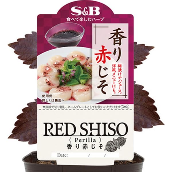 Amazon.co.jp: S＆B香り赤じそ3号ポット[エスビー食品のハーブ苗][夏の